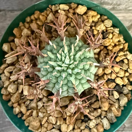 112、Euphorbia 群星冠（メス）