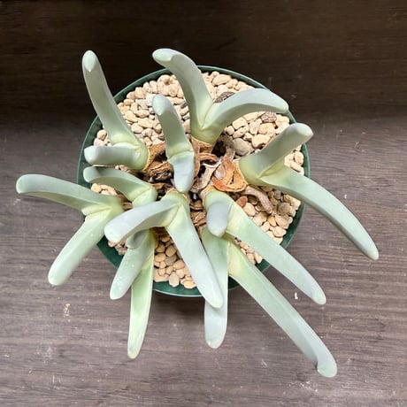 17、Cheiridopsis denticulata