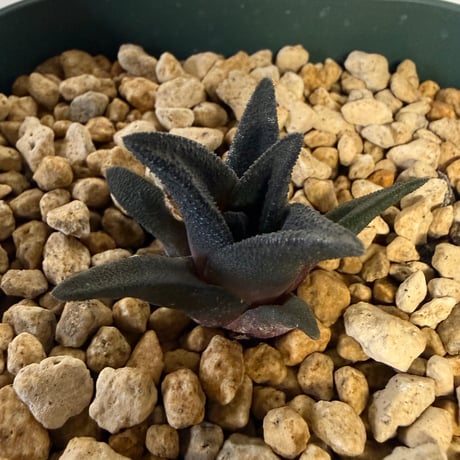 148、Haworthia sordida var.lavranii