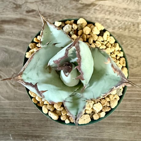 97、Agave ’Timarg’