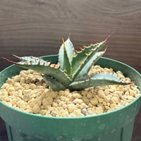 195、Agave blueglow×colorata