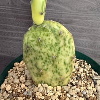 126、Opuntia vulgaris variegata ’rainbow’