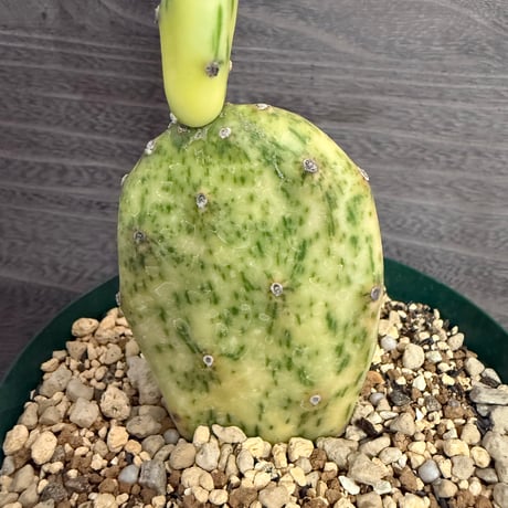 126、Opuntia vulgaris variegata ’rainbow’