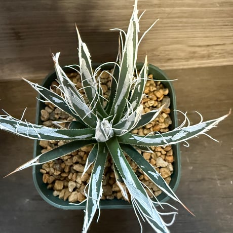 33、Agave ’樹氷’