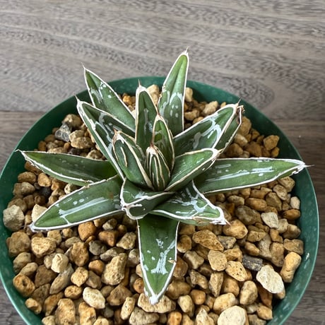 46、Agave 笹の雪NO-03