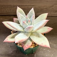 87、Echeveria ’CS-NO-12’ ’Alps×Super White’