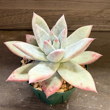 87、Echeveria ’CS-NO-12’ ’Alps×Super White’