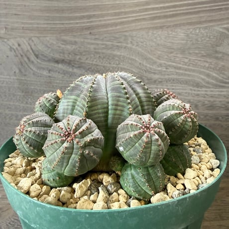 64、Euphorbia obesa f.prolifera