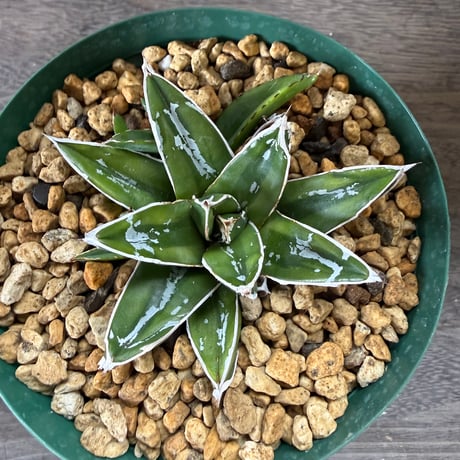47、Agave 輝山