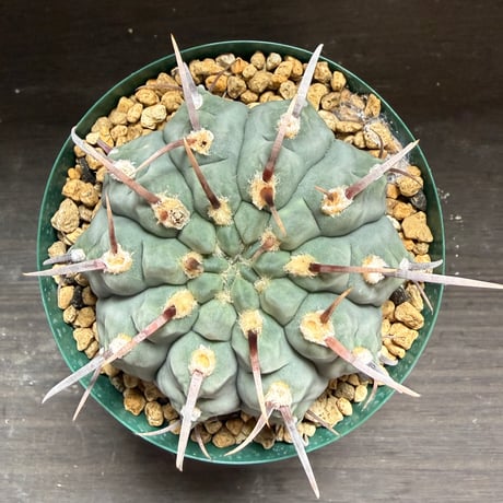 60、Gymnocalycium 一本刺バッテリー