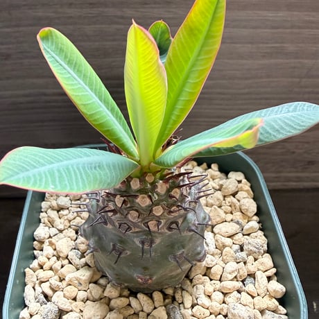 42、Euphorbia pachypodioides