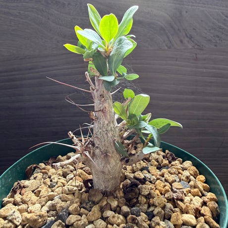 54、Fouquieria columnaris