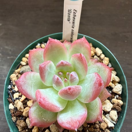 12、Echeveria colorata ’Gonta’（実）