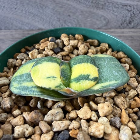 52、Gasteria 臥牛錦