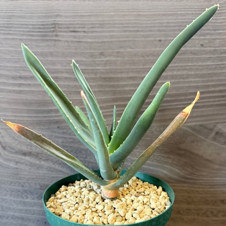 82、Aloe ‘Hercules‘