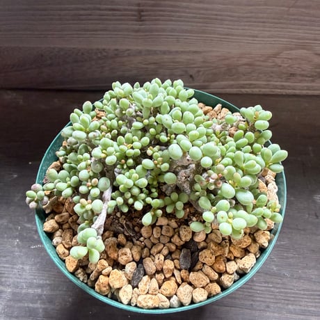 46、Tylecodon sinus-alexandra