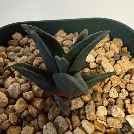 147、Haworthia sordida var.lavranii