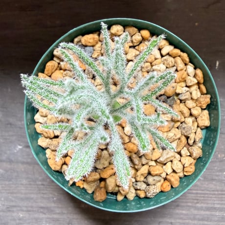 25、Eriospermum dregei