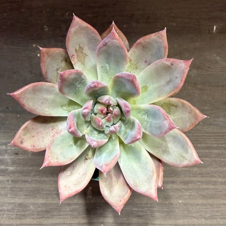 82、Echeveria lindsayana