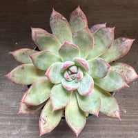 77、Echeveria ’CS-NO-08’ ’コロラータ旧来型’