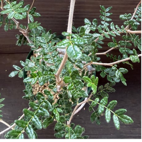 111、Commiphora monstrosa