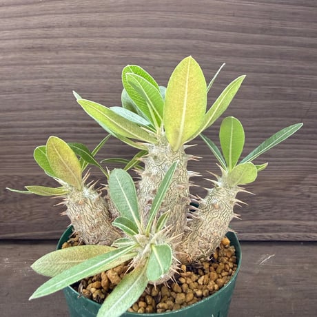 98、Pachypodium horombense
