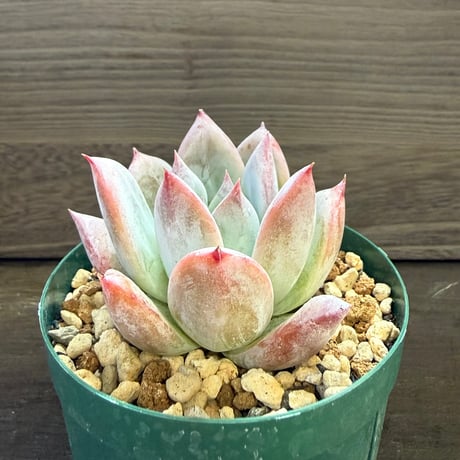 89、Echeveria colorata ’Roof’