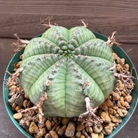 96、Euphorbia meloformis Pigeon Shooing Farm Grahamstown