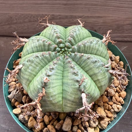 96、Euphorbia meloformis Pigeon Shooing Farm Grahamstown