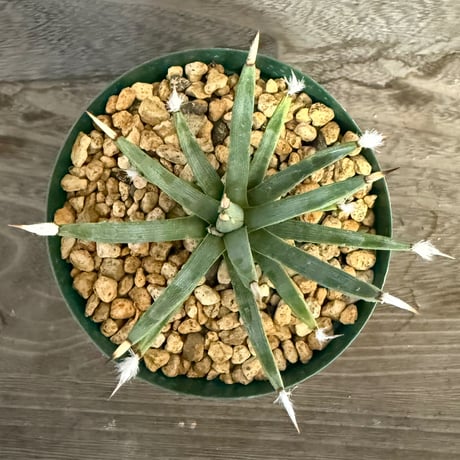 108、Agave albopilosa