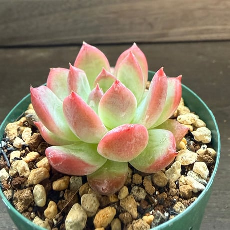 12、Echeveria colorata ’Gonta’（実）