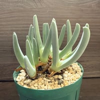 17、Cheiridopsis denticulata