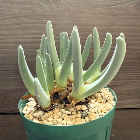 17、Cheiridopsis denticulata