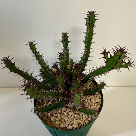 150、Euphorbia sekukuniensis