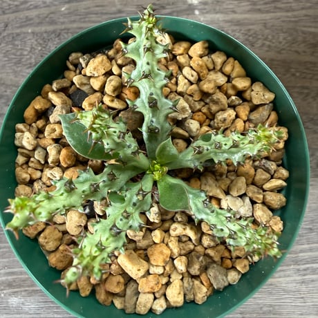 54、Euphorbia fanshawei