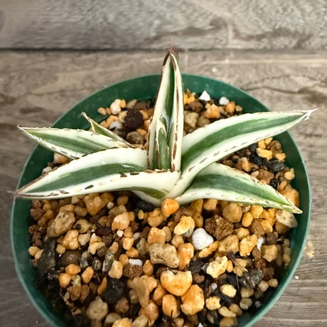 110、Agave 氷山
