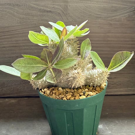 19、Pachypodium 恵比寿大黒