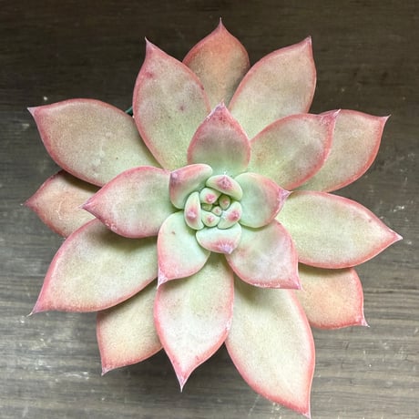 72、Echeveria lindsayana