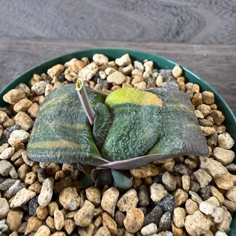 53、Gasteria 臥牛錦