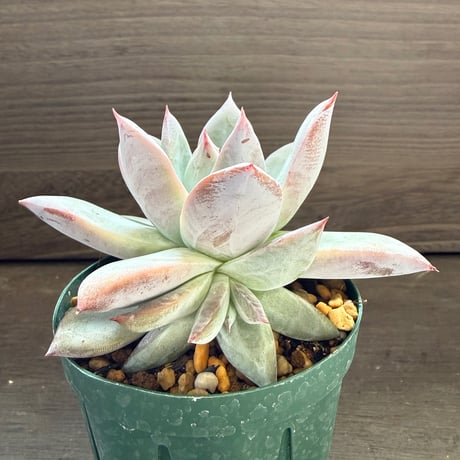 68、Echeveria ’CS-NO-11’ ’CPS02×Wildcolorata’