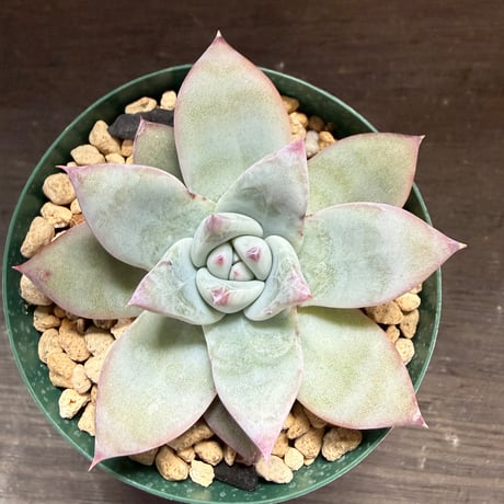 73、Echeveria ’CS-NO-01’ ’Super White’