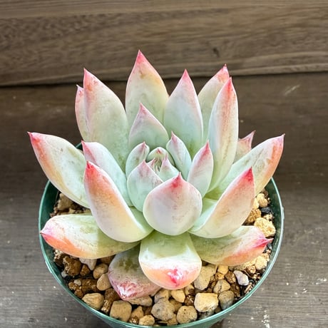 91、Echeveria colorata ’Roof’