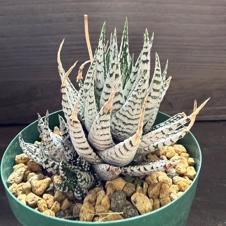 57、Haworthia 霜降り