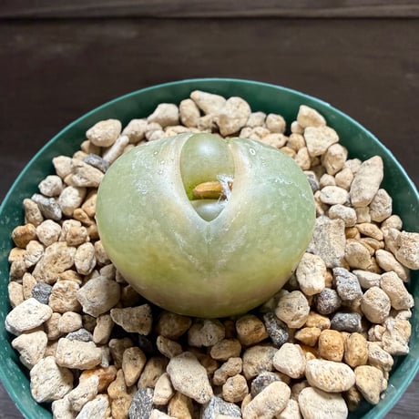 49、Conophytum 大型ラツム