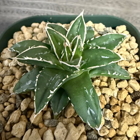104、Agave ‘王妃笹の雪A型‘