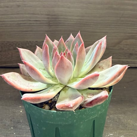 82、Echeveria lindsayana