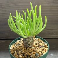 23、Tylecodon rubrovenosus