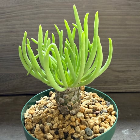 23、Tylecodon rubrovenosus