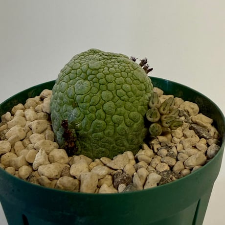 144、Pseudolithos migiurtinus
