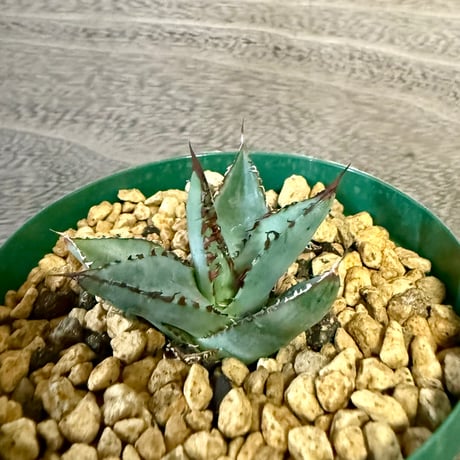 103、Agave ‘笹の雪×屈原の舞扇‘